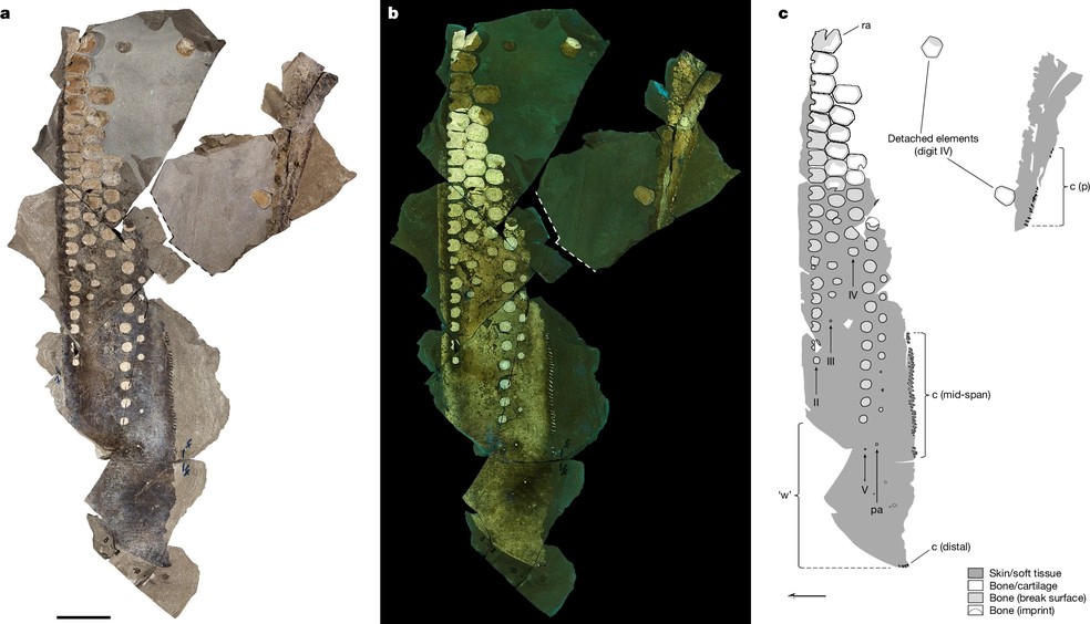 A parte superior da nadadeira nem qualquer outra parte do corpo foi encontrada. Os pesquisadores sugerem que o fóssil se tratava de uma nadadeira arrancada por outro ictiossauro maior — Foto: Johan Lindgren/Nature