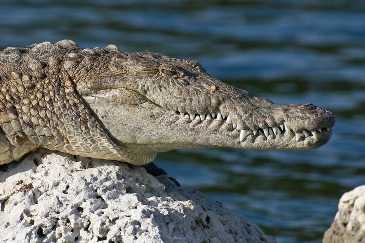 Como uma usina nuclear nos EUA virou um santuário de crocodilos