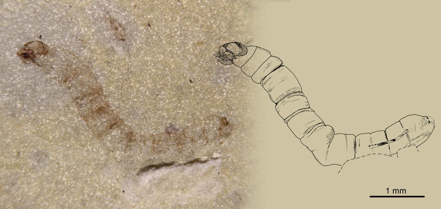 A larva foi classificada como uma nova espécie, chamada de Protoanisolarva juarezi