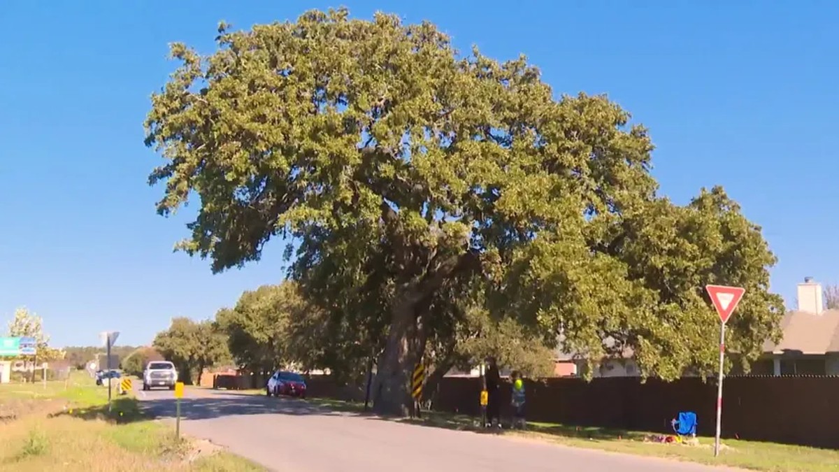 Por que os EUA estão pagando R$ 5 mi para replantar árvore a 400m do local original