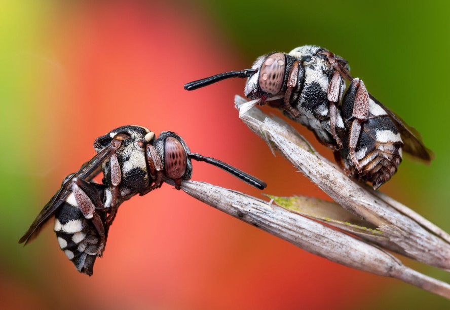 Foto vencedora mostra duas abelhas dormindo