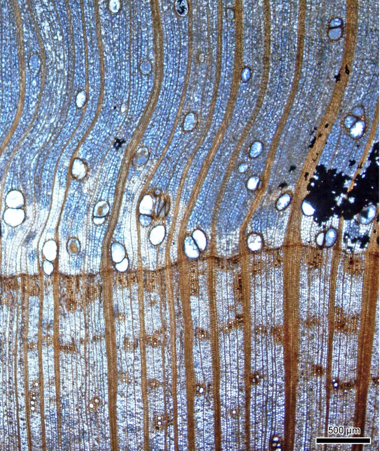 Anéis anuais do tronco de Wataria parvipora. Essa foi uma das características que ajudaram os cientistas a identificar o fóssil de madeira — Foto: Nishino et al.