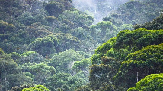 Os papéis das árvores: entenda por que preservá-las é essencial ao planeta