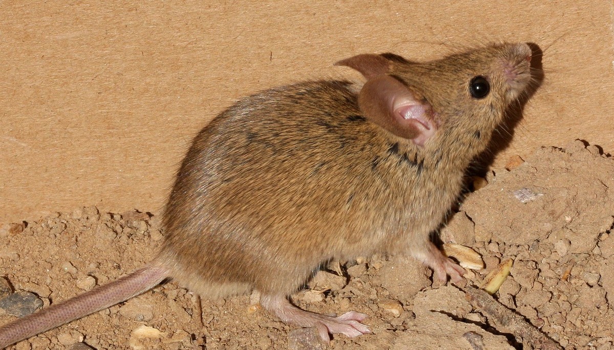 Los científicos crean ratones con cerebros de rata híbridos;  entender |  Ciencia
