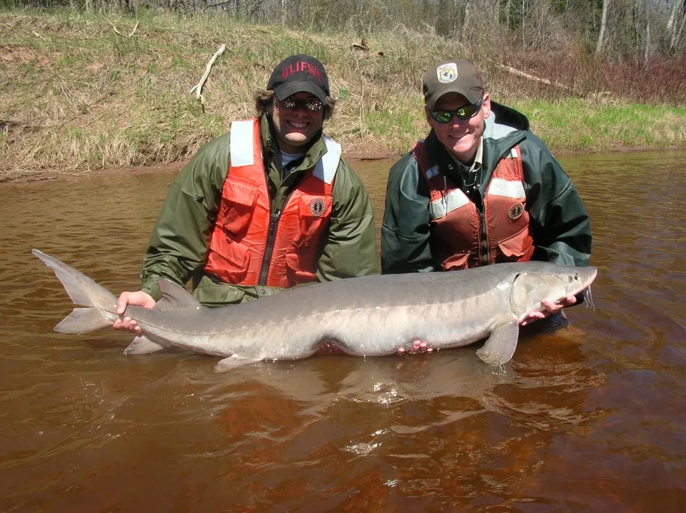 Os biólogos pesqueiros Mark Luehring e Josh Schloesser posam com um esturjão-do-lago adulto de 33,5 kg no rio Bad, no norte de Wisconsin — Foto: USFWS