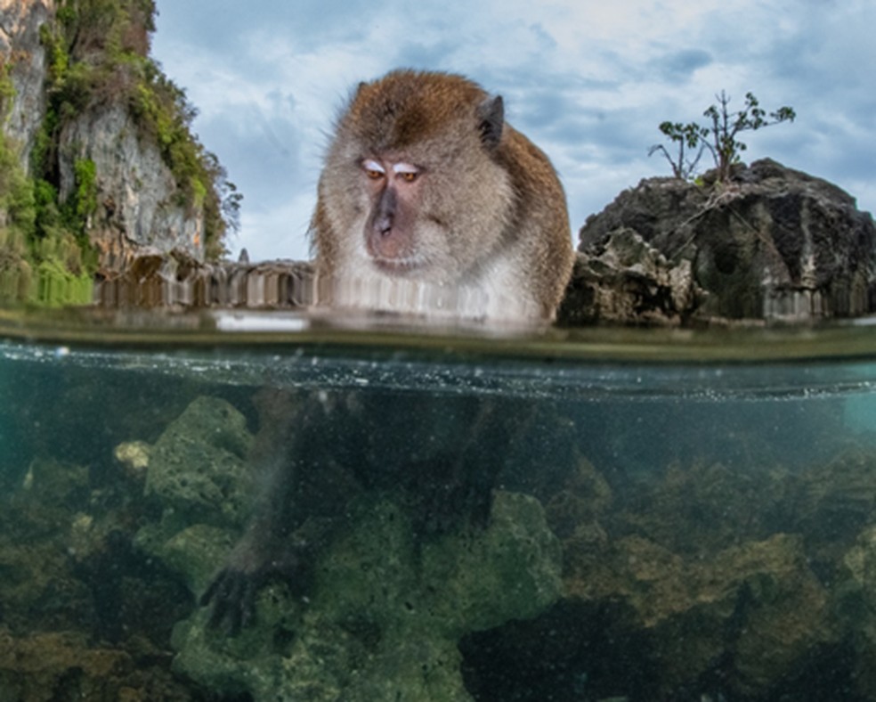 Macaco-caranguejeiro em águas das Ilhas Phi Phi, Tailândia — Foto: Suliman Alatiqi