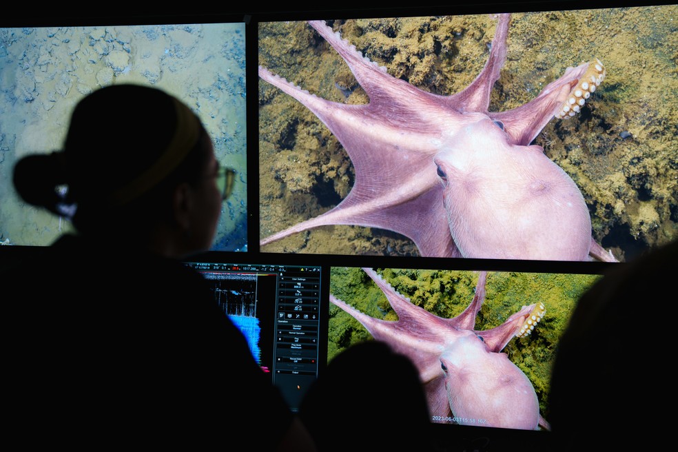 Cientistas acompanharam imagens de robô subaquático a bordo de navio — Foto: Schmitd Ocean Institute