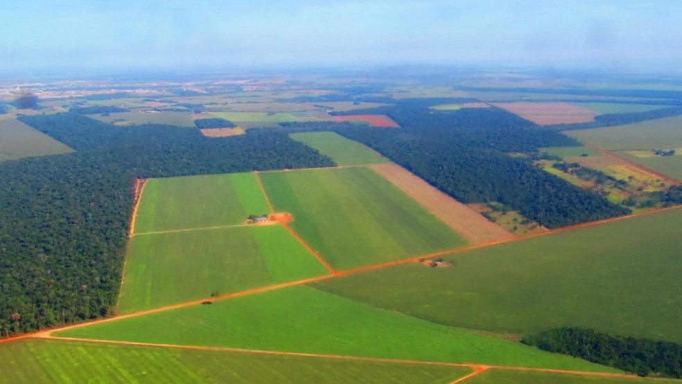 Brasil pode cultivar soja sem desmatar Amazônia, conclui estudo | Um Só  Planeta | Galileu
