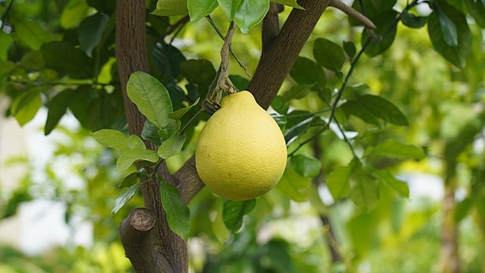 Quando consumida da forma tradicional, a casca do pomelo (que representa de 30 a 50% da fruta) é descartado, gerando desperdício de alimento — Foto: Wikimedia Commons