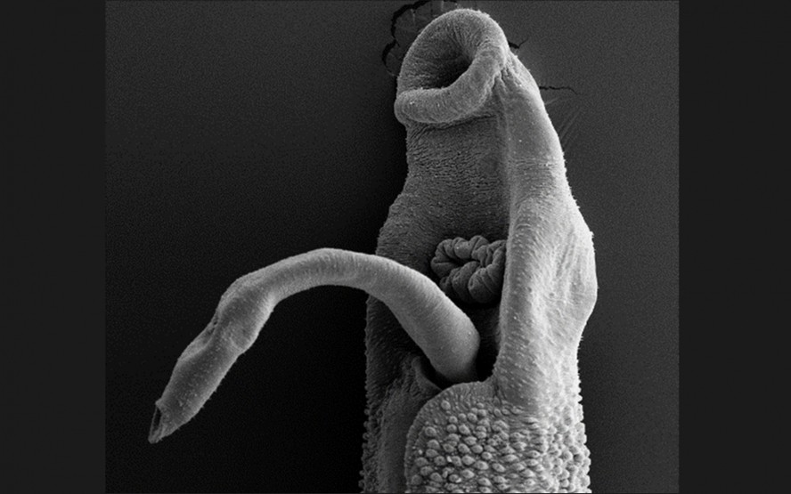 Casal de vermes só consegue sobreviver no hospedeiro acasalado, ou seja, a fêmea dentro do macho para trocar moléculas e produzir ovos