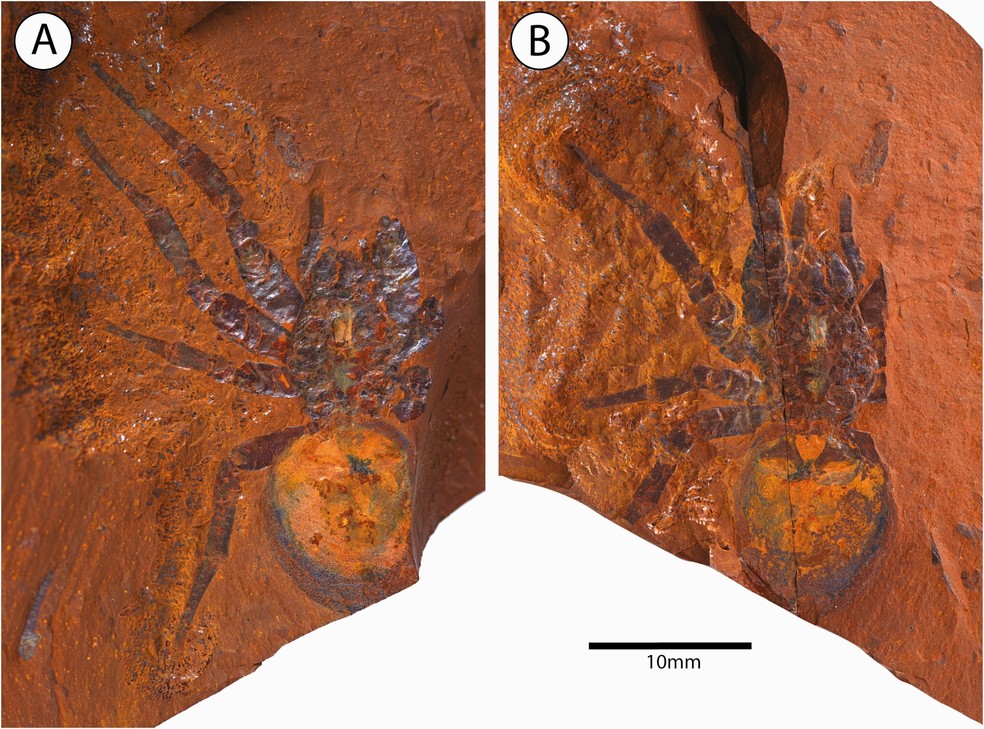 Com ao menos 11 milhões de anos, aranha inédita é descoberta na