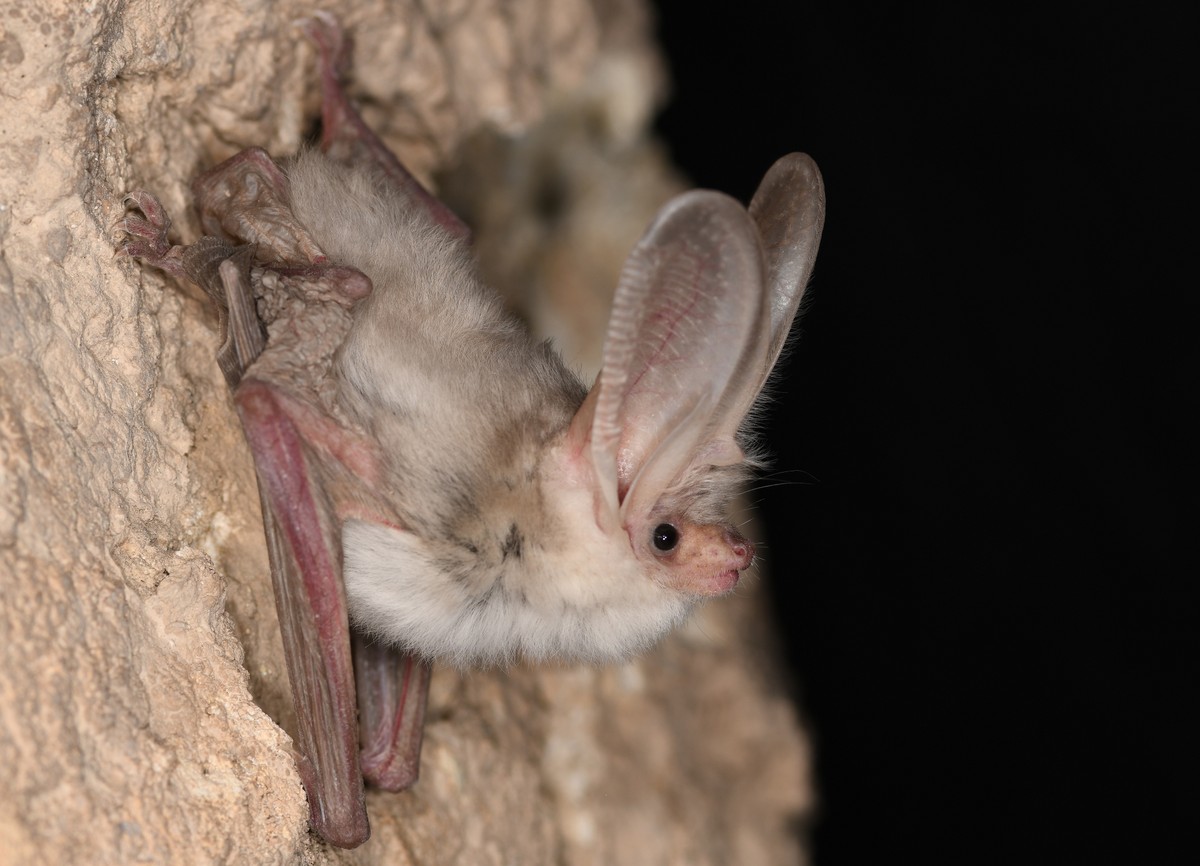Imagens inéditas mostram morcego raro em seu habitat