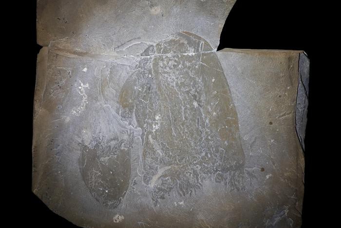 Laje mostrando um grande e um pequeno (girado 180 graus) espécimes em forma de sino com preservação de tentáculos — Foto: Jean-Bernard Caron/Royal Ontario Museum