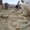 Novo titanossauro de 70 milhões de anos seria o menor da Patagônia Central