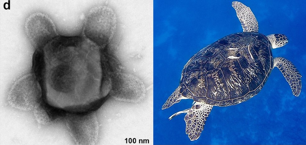 Vírus de 380 nm de diâmetro encontrado em floresta americana lembra uma tartaruga — Foto: Blanchard et al./bioRxiv; Koshka-kleopatra / Wikimedia Commons