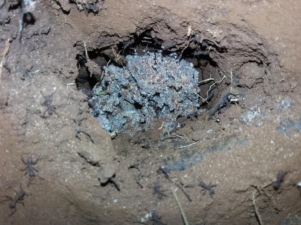 Formigas que cultivam fungos coletam substrato vegetal para alimentá-los, e microrganismo age como um estômago externo para os insetos — Foto: André Rodrigues