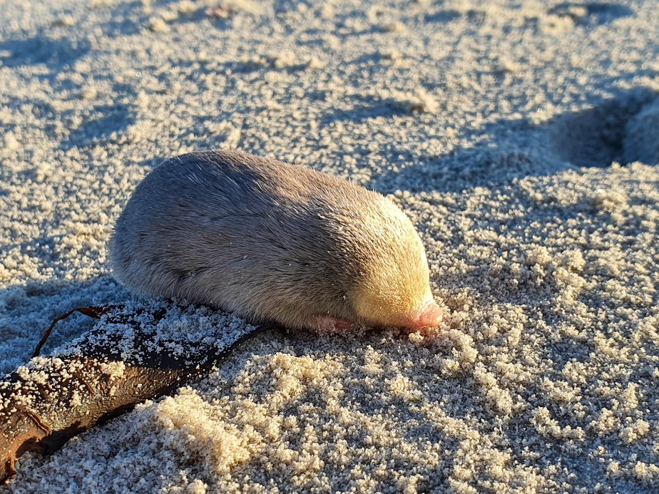 Pela 1ª vez, cientistas fotografam um dos roedores mais raros do