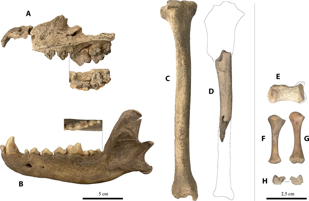 Espécimes selecionados do Pleistoceno terminal/Holoceno inicial (C. lupus/familiaris) — Foto: Science Advances/François Lanoë et.al