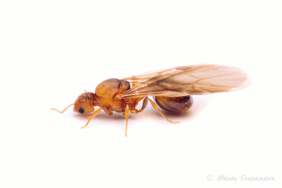 Quando as formigas-de-fogo rainhas emergem de seu casulo de pupa, elas têm asas. Depois que uma rainha acasalou e iniciou uma colônia, as asas caem — Foto: Hawaii Ant Lab 