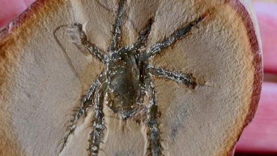Esta aranha de 308 milhões de anos tem pernas espinhosas 