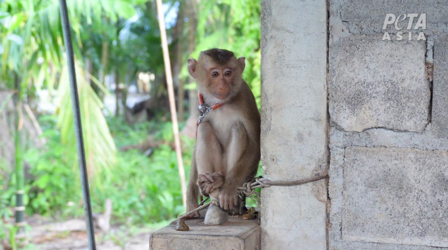 Indústria de coco da Tailândia acorrenta macacos e os obriga a colher o coco