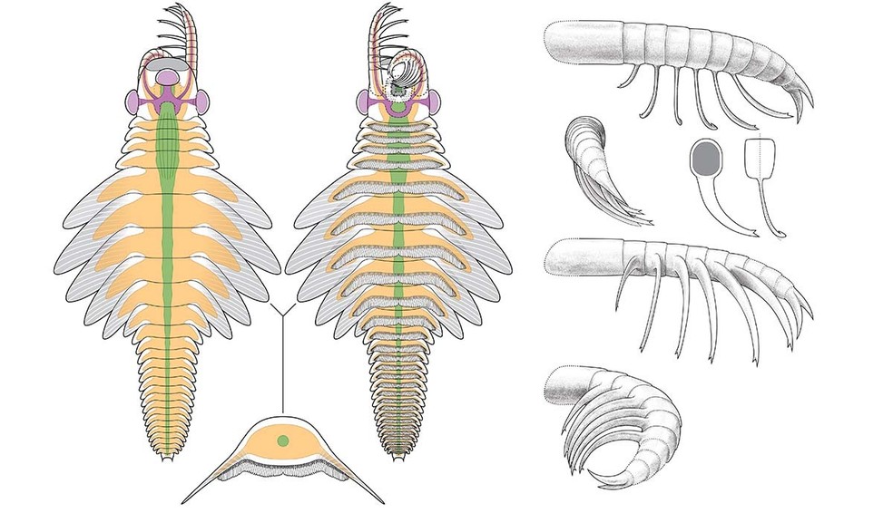 Muitos radiodontes usavam seus apêndices pareados na cabeça para capturar presas — Foto: Danielle Dufault