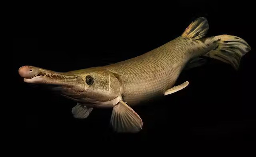 Os grandes peixes de água doce são as espécies sob maior risco de extinção