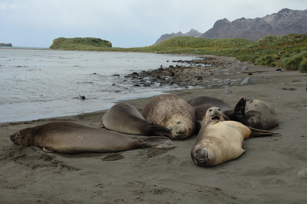 Por fim, o elefante-marinho-do-sul passou de "pouco preocupante" para "vulnerável" — Foto: Kit Kovacs e Christian Lydersen/Instituto Polar Norueguês