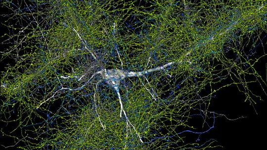 Cientistas encontram 57 mil células e 150 milhões conexões neurais em amostra de cérebro