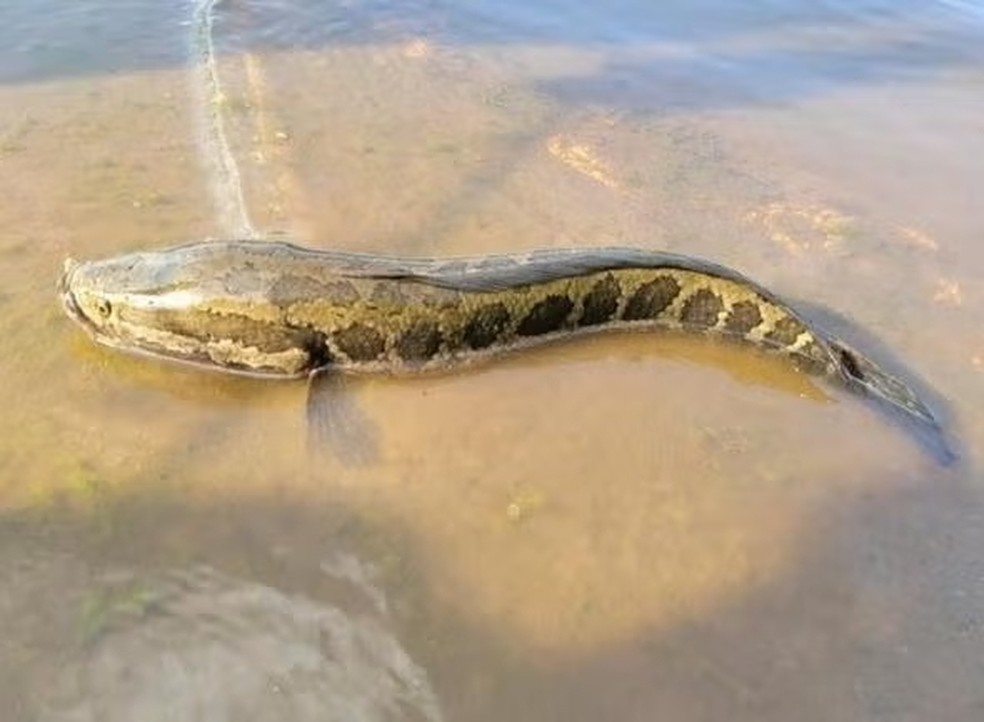 A cabeça-de-cobra-do-norte tem um corpo esguio e uma coloração semelhantes aos de pítons — Foto: Missouri Department of Conservation