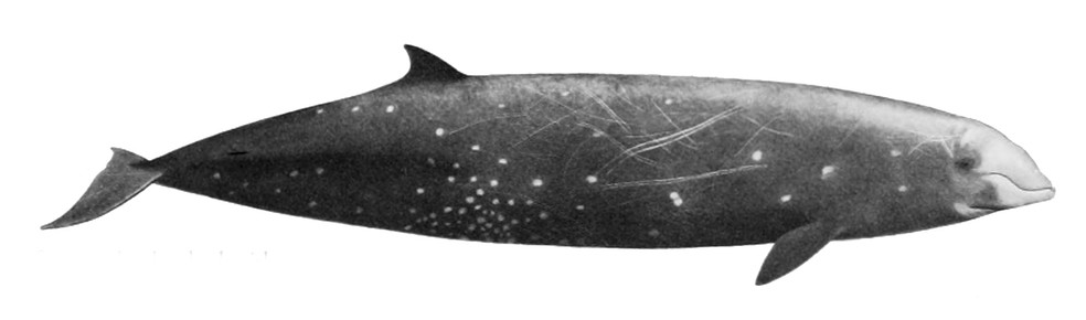 Ilustração de uma baleia-bicuda-de-cuvier (Ziphius cavirostris) — Foto: NOAA United States. National Marine Fisheries Service - Cetaceans of the Channel Islands National Marine Sanctuary