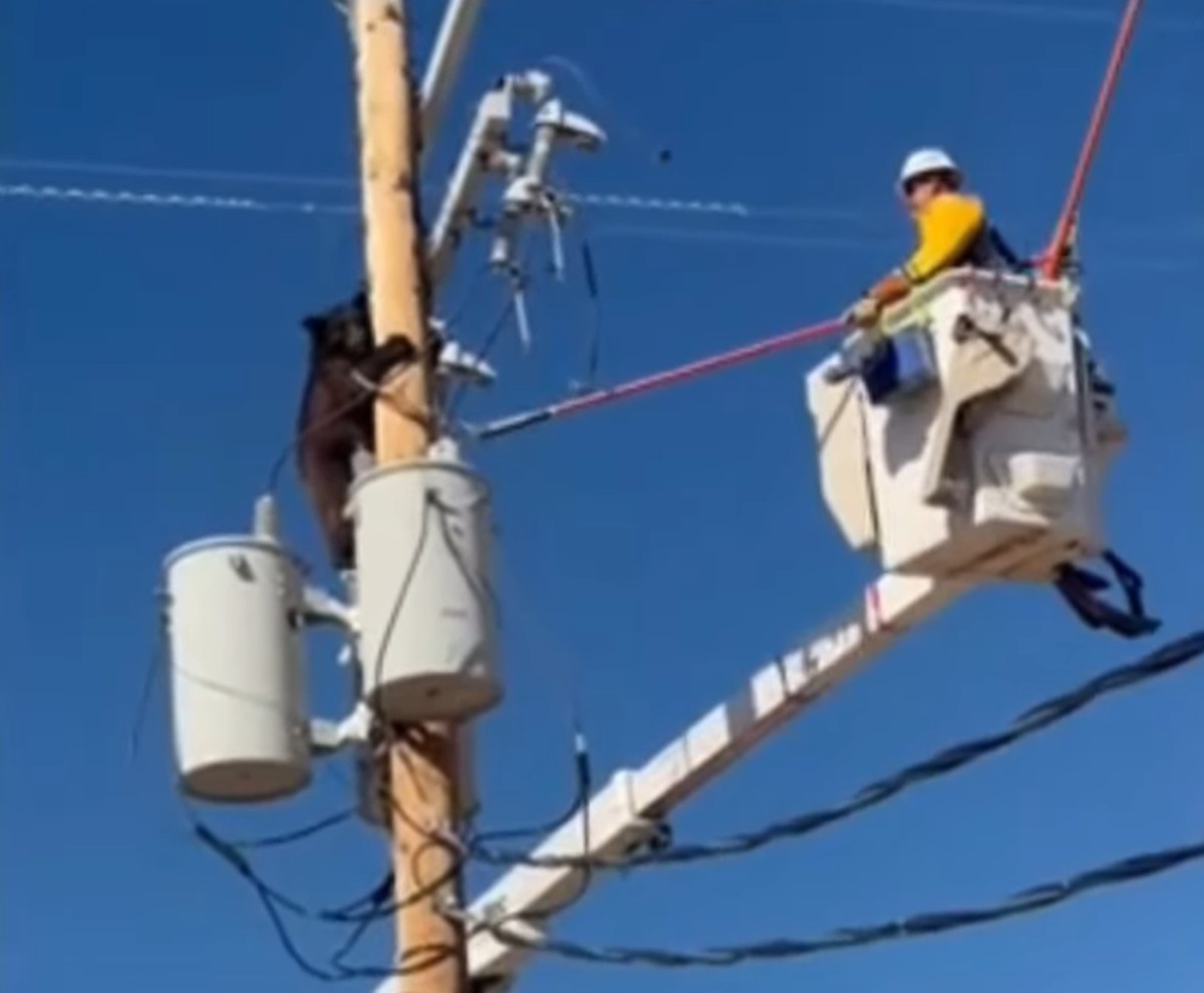 Ursa fica presa em poste de energia e é resgatada nos EUA; veja vídeo