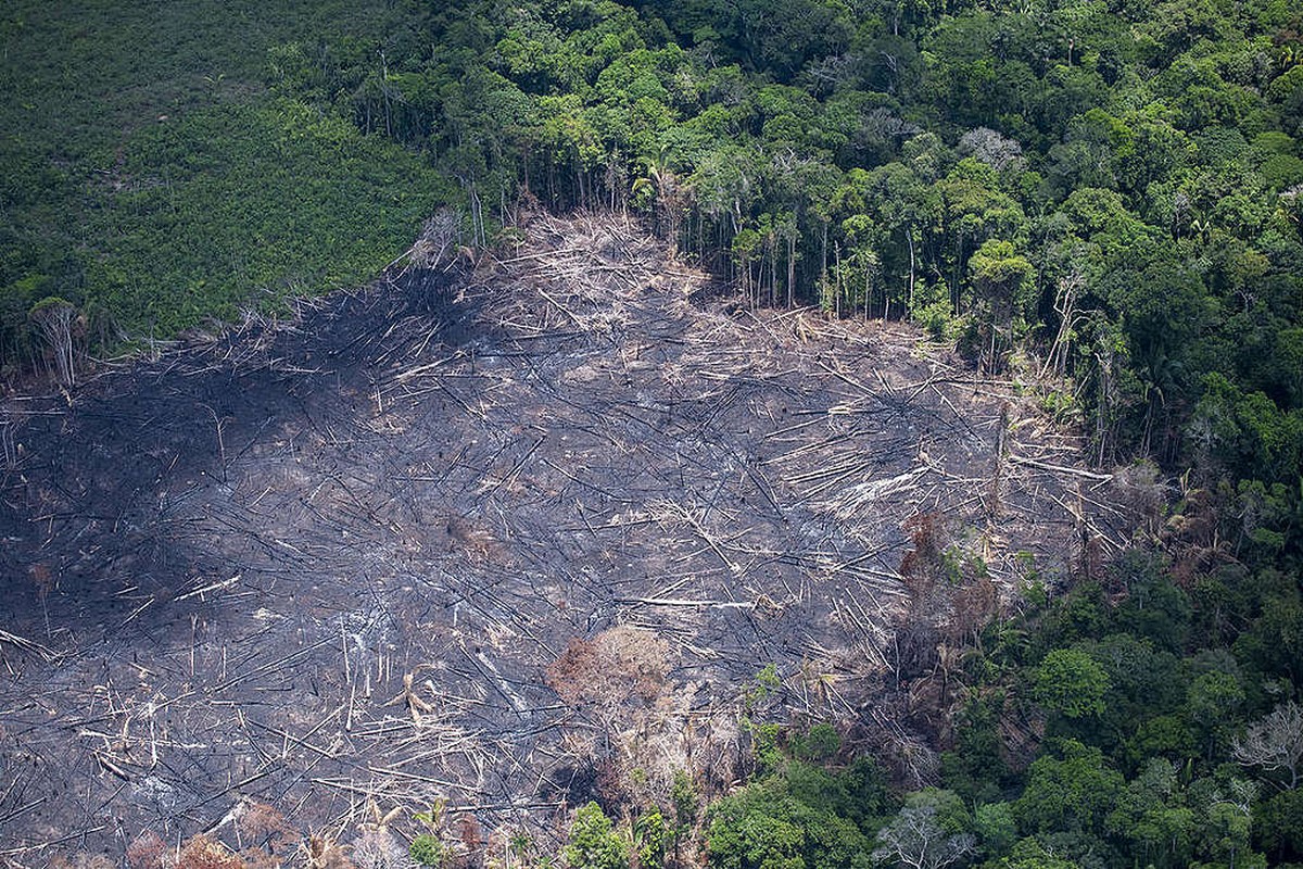 Amazônia perdeu área equivalente à da Espanha em 40 anos, diz novo estudo