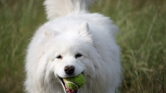 Cachorros conseguem sincronizar uivos com músicas, incluindo de Lady Gaga Cachorros conseguem sincronizar uivos com músicas, incluindo de Lady Gaga