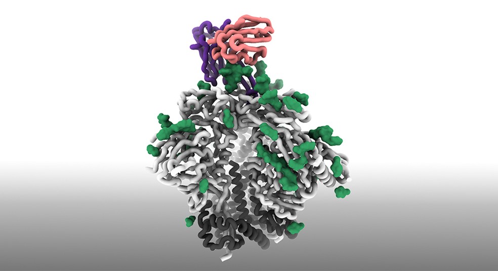 Uma característica-chave da proteína de pico do HIV chamada glicanos (verde) e o anticorpo precursor (roxo e rosa) ao qual se liga com alta afinidade — Foto: Scripps Research