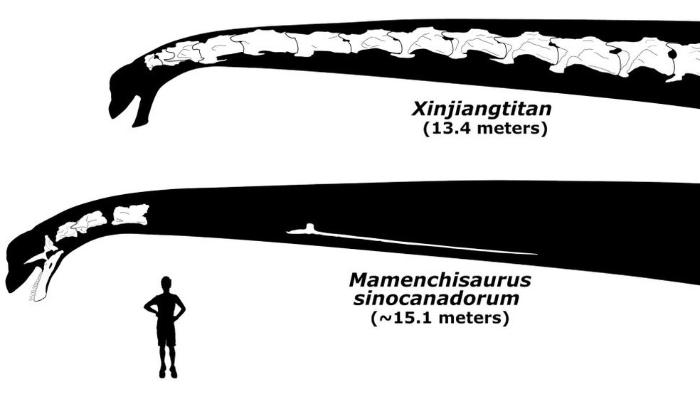 Comparação entre o Xinjiangtitan shanshanesis e o Mamenchisaurus sinocanadorum — Foto:  Andrew Moore