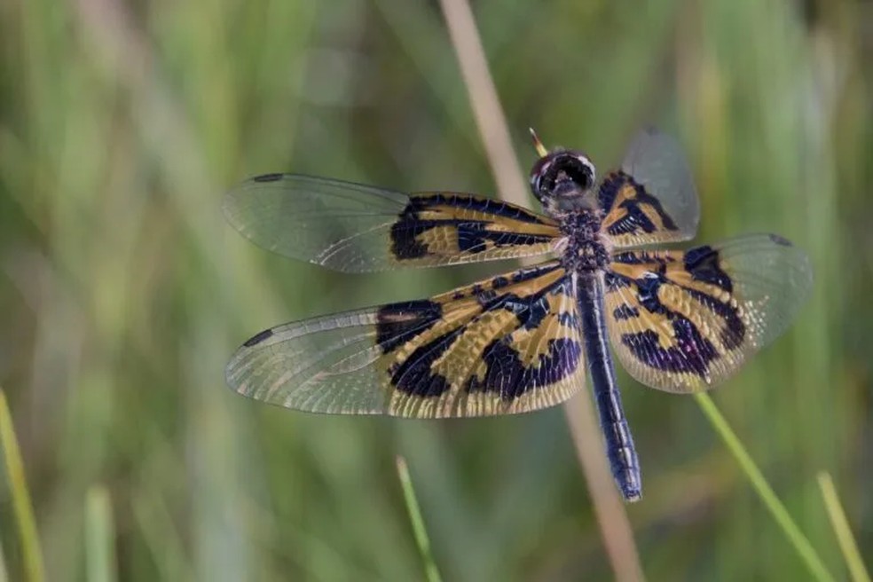 A libélula-borboleta recebeu esse nome por seu vôo semelhante ao de uma borboleta e por suas asas largas e padronizadas — Foto: Rob Taylor/The Wilderness Project