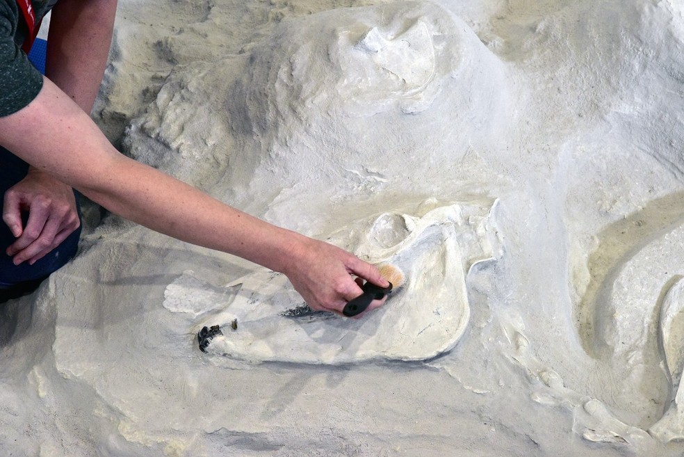 Cinzas de vulcão cobriram rinocerontes, que não morreram imediatamente — Foto: John Haxby/The University of Nebraska State Museum