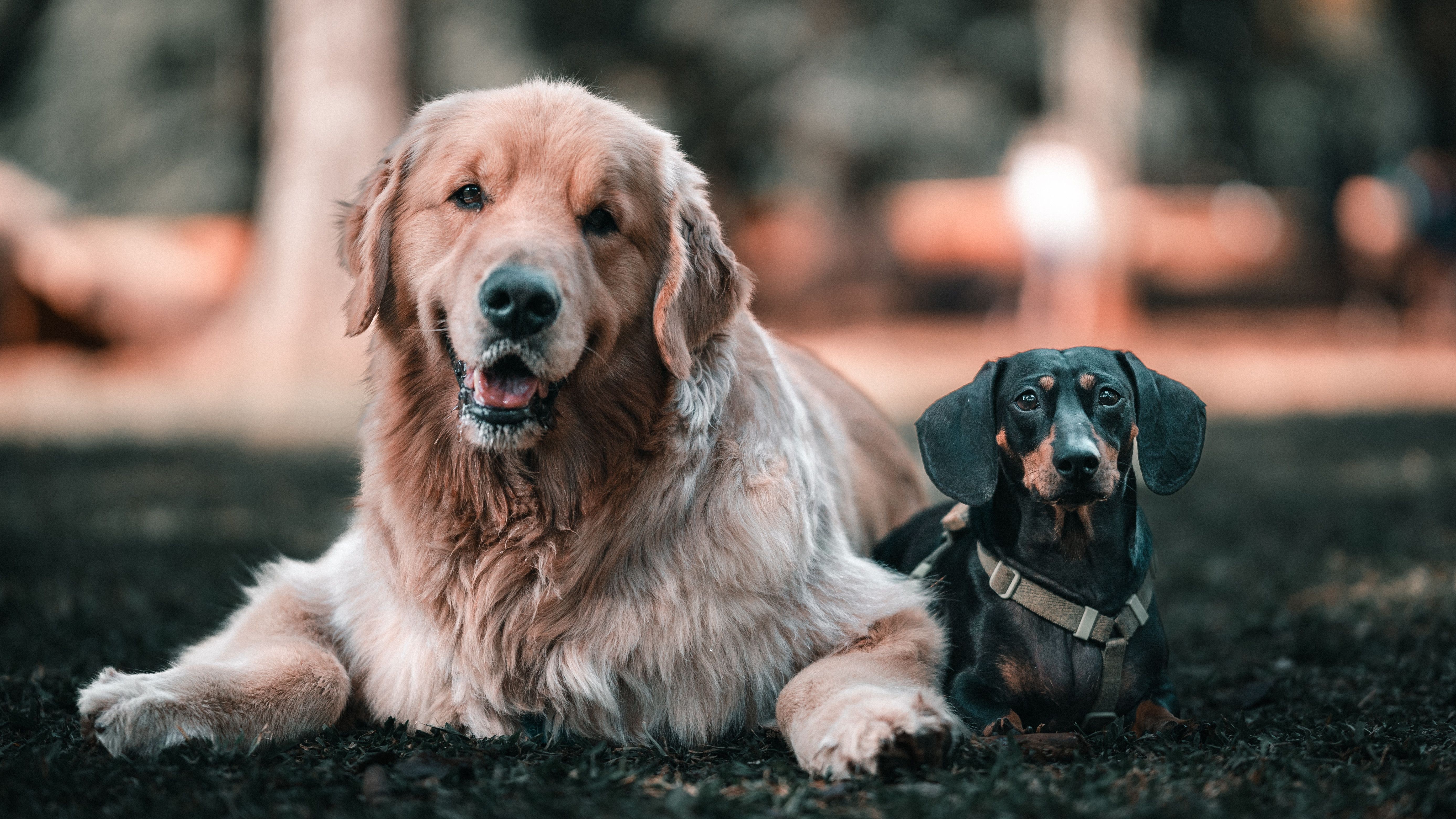 Por que cachorros grandes envelhecem mais rápido? Este estudo descobriu