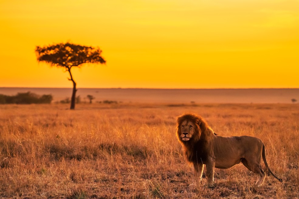 Após os 3 anos de idade, muitos leões machos têm de viver como nômades — Foto: Keyur Nandaniya/Unsplash