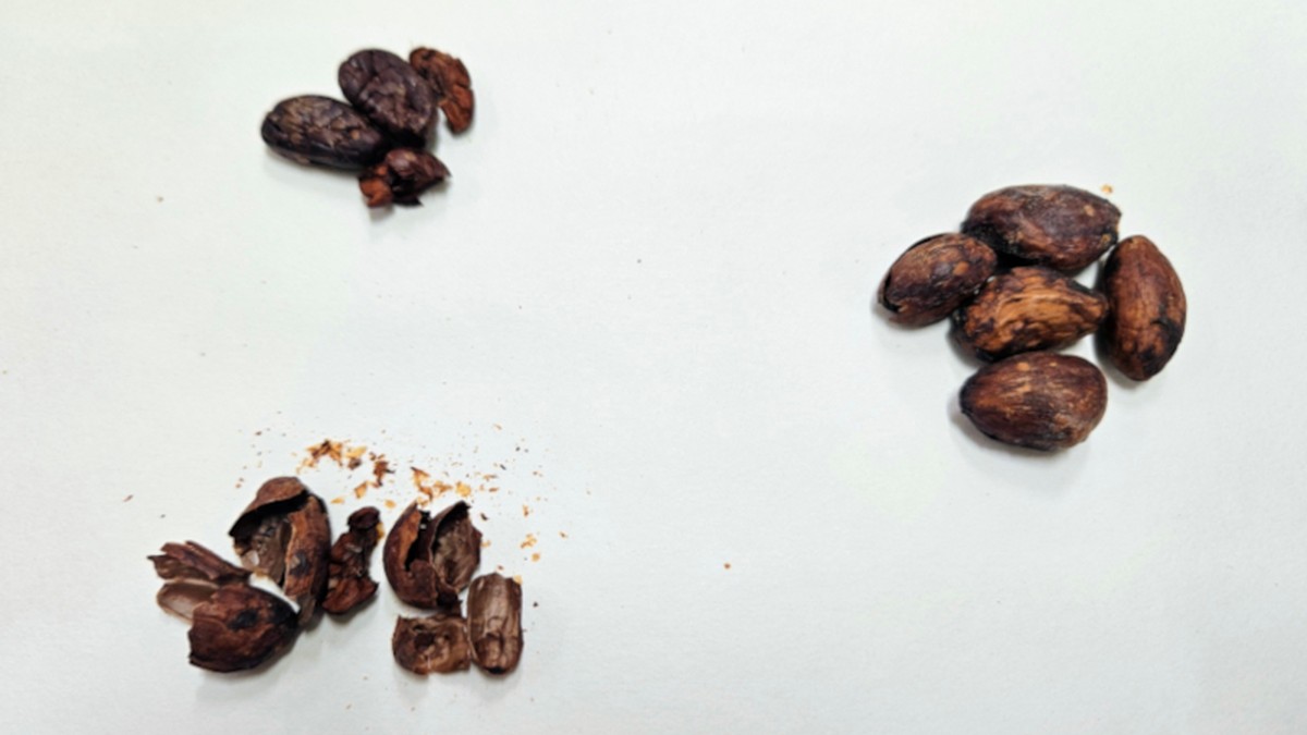 Brasileiros criam mel sabor chocolate usando casca da amêndoa do cacau