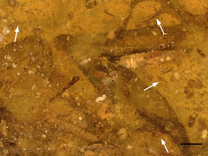 Imagem mostra o lado esquerdo ventral de uma porção de lagarto, principalmente a perna traseira, provavelmente da família Agamidae — Foto: Mónica M. Solórzano‑Kraemer et.al 