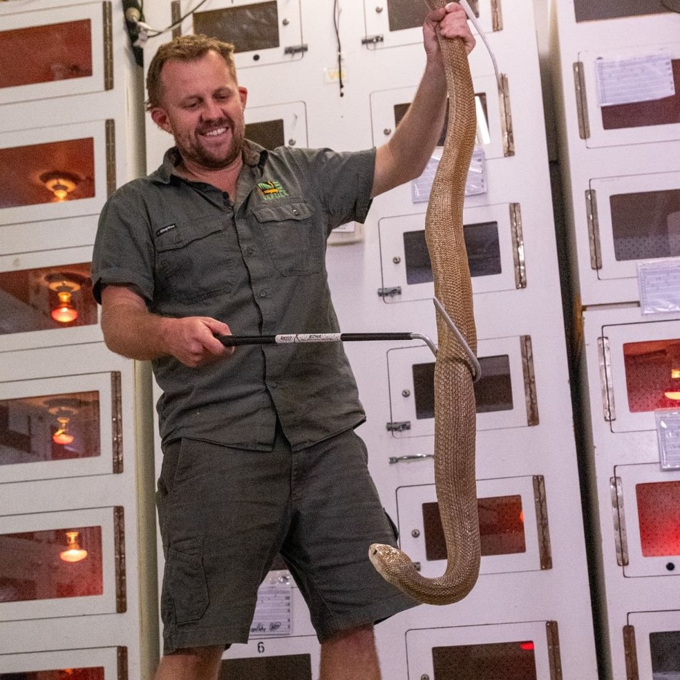 Traiçoeira, cobra taipan-costeira (Oxyuranus scutellatus) pode medir até 2 metros de comprimento — Foto: Australian Reptile Park