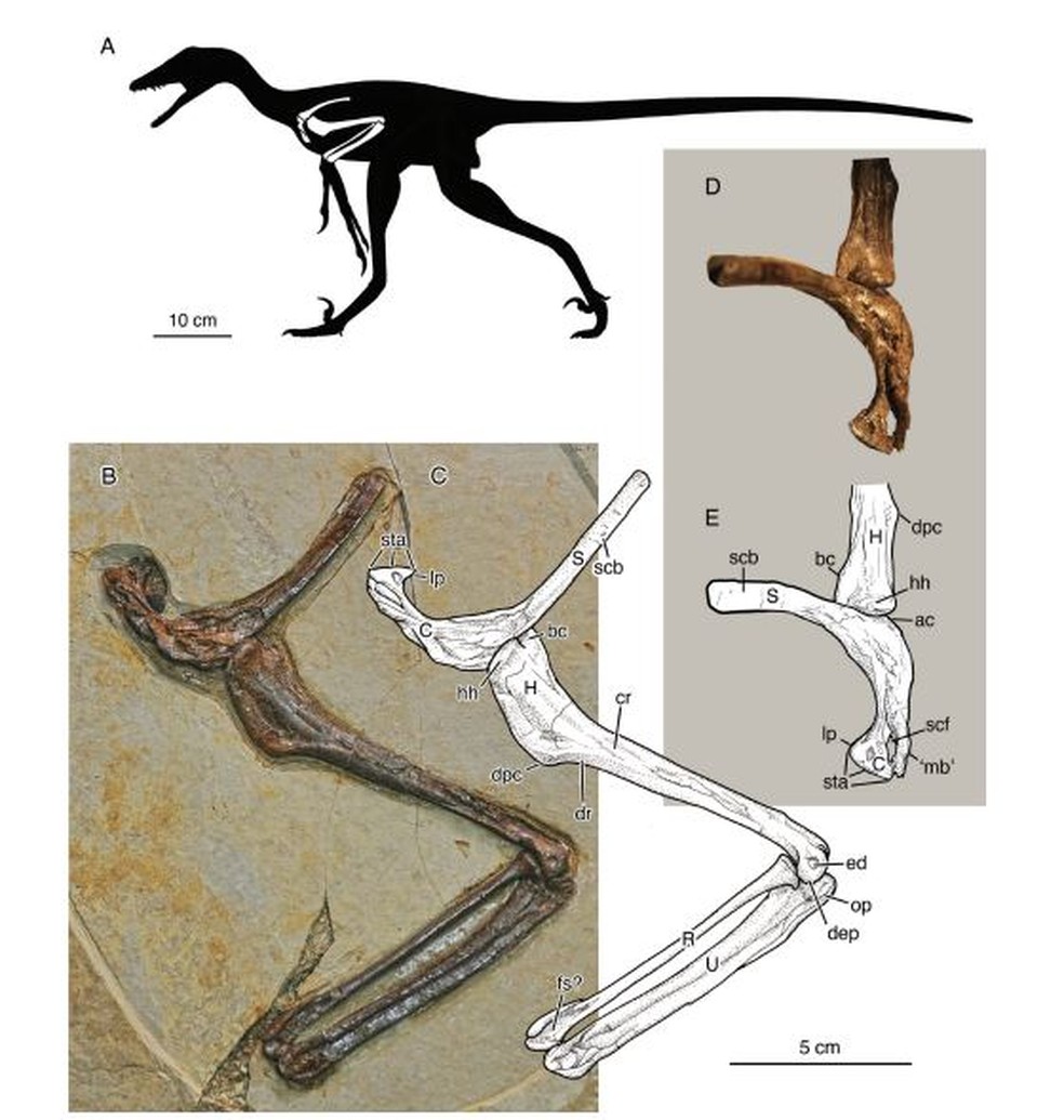 Ossos do dinossauro recém-descoberto (Jian changmaensis) — Foto: O’Connor et.al