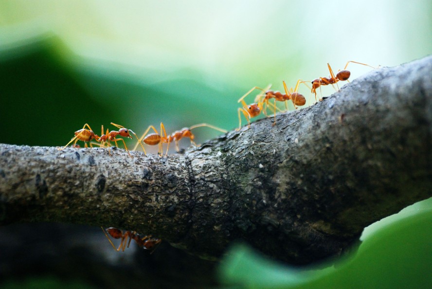 Presença de formigas pode passar despercebida por olhos não treinados na entomologia forense