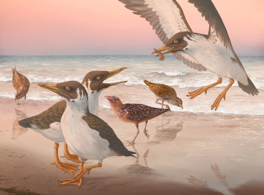 Fóssil põe em xeque séculos de conhecimento sobre evolução de aves modernas