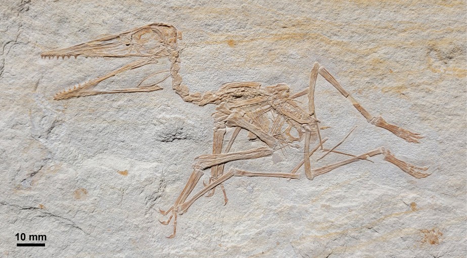 Paleontólogos encontram maior fóssil de pterodáctilo do período