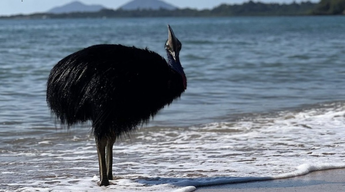 Ave mais perigosa do mundo é flagrada 