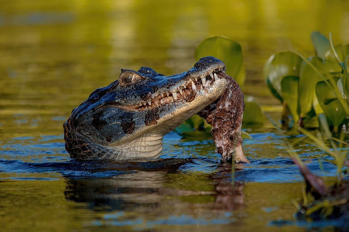 Qual a diferença entre crocodilo e jacaré? E por que não existe crocodilo no Brasil? - Portais