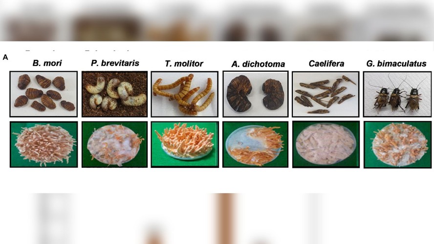 (A) Morfologia e (B) quantidades de cordicepina em fungos Cordyceps cultivados em seis diferentes insetos